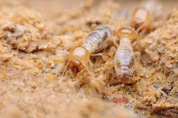 termite