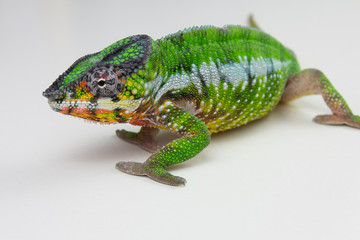 Chameleon Pardalis