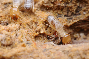 termite