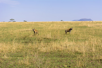 Naklejka na ściany i meble タンザニアのセレンゲティ国立公園