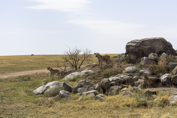 タンザニアのセレンゲティ国立公園