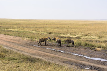タンザニアのセレンゲティ国立公園