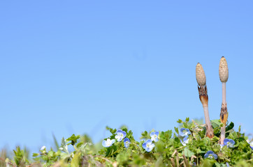 春の風景　ツクシとオオイヌフグリ
