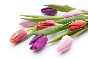 Tulips on the white background.