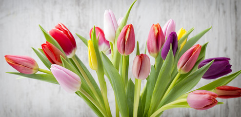 Tulips on the grey background.