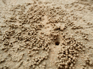 The crab holes on the beach of Thailand