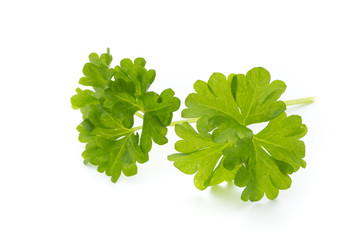 Parsley on the white background.