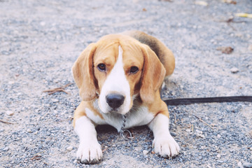 nice beagle dog boy looking