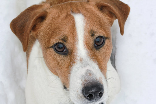Jack Russel terrier closeup in the snow