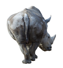 Obraz premium white rhinoceros (Camelus bactrianus) over white background 