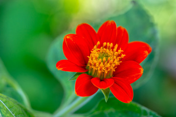 closeup of red Zinnia flower