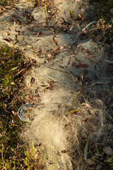 fish nets on the ground catching the light at sunset, Çakırca, Iznik, Turkey
