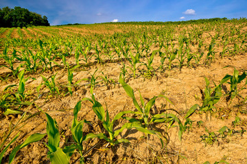 Fototapeta na wymiar Young corn crop springtime view