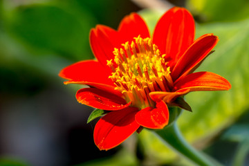 closeup of red Zinnia flower