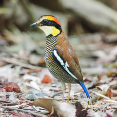 Banded Pitta (female)