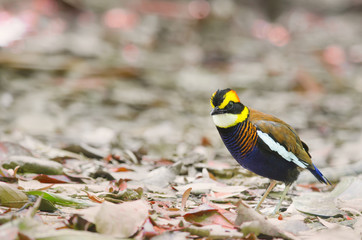Banded Pitta (Male)