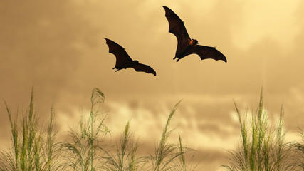 Bat silhouettes in sunset time