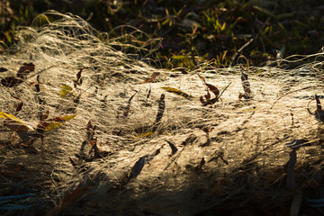 fish nets on the ground catching the light at sunset, Çakırca, Iznik, Turkey