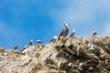 Seabirds on the rockface in the Ballestas island, natural park.