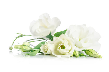 Obraz na płótnie Canvas Beautiful white eustoma flowers isolated on white background