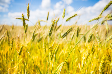 Obraz premium Field with yellow ears