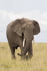 African elephant in savanna