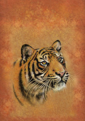Tiger Cover Art