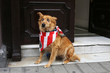 Hund in Bilbao 