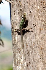 lizard