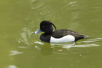 水鳥