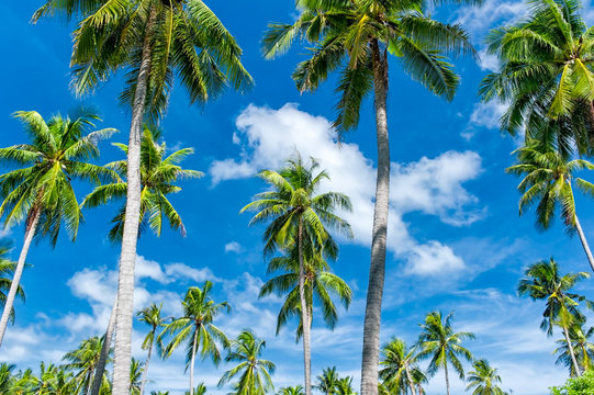 Tropical paradise background. Palmtrees and blue sky at summer