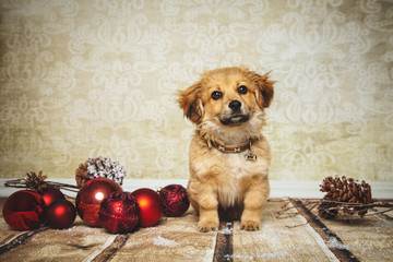 süßer Hund feiert Weihnachten