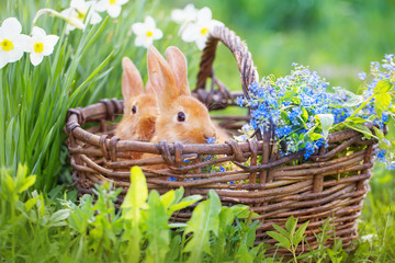 red rabbits outdoor