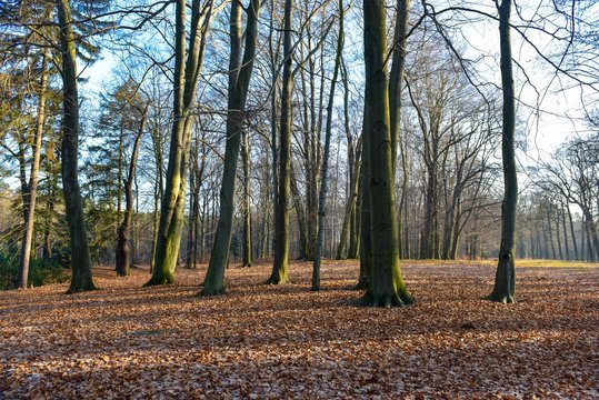 Fotos Lizenzfreie Bilder Grafiken Vektoren Und Videos Von Ast Baum Baumkrone Baumkronen Blatter Blatterdach Baume Deutsche Eiche Deutscher Bald Eiche Adobe Stock