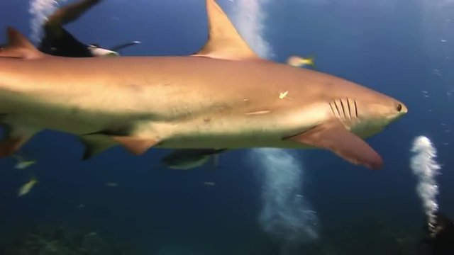 Scuba shark feeding show. The divers, sharks, fish and blue. Amazing, beautiful underwater world Bahamas and the life of its inhabitants, creatures and diving, travels with them. 