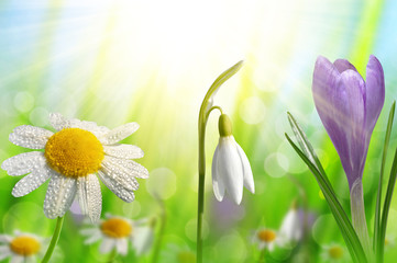 Spring flower Crocus, Daisy and Snowdrop on green natural background - obrazy, fototapety, plakaty