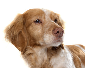 female Brittany Spaniel