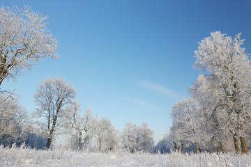 Snow-covered trees