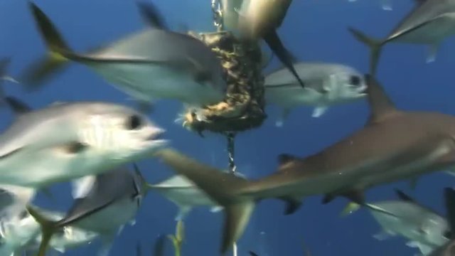Scuba shark feeding show. The divers, sharks, fish and blue. Amazing, beautiful underwater world Bahamas and the life of its inhabitants, creatures and diving, travels with them. 