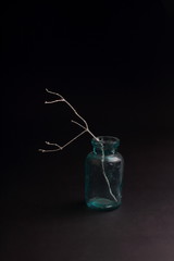Still dry twig in a glass bottle on a black background
