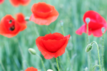 Obraz premium poppies flowers field spring season