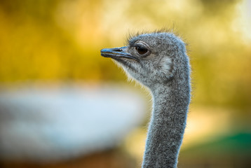 Head of an ostrich close up. Yellow background blur