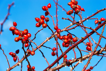 Rosehip Berries in Winter / Rosehip berries on the twigs in winter with a blue sky. Italy