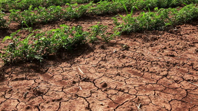 Stock Footage of green rows of bean plants in Israel.