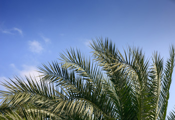Obraz na płótnie Canvas Leaves of palm tree isolated on the blue background