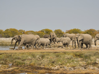 Fototapeta premium Elefantenherde am Wasserloch