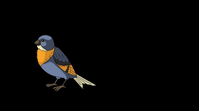 Little bird (bluebird)  come flying. Animated footage with alpha channel