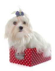 young maltese dog