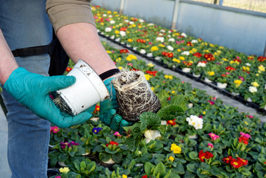 floricoltore controlla le radici dei fiori