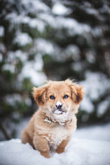 Hündchen im Schnee